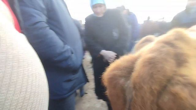 4-ФЕВРАЛЬ ХОЖЕЛИ МАЛ БАЗАР/СКОТНЫЙ РЫНОК/BUQALAR/BIGGEST BULLS IN THE WORLD/BIGG BULLS