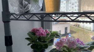 Обзор моего стеллажа для фиалок , по просьбе зрительницы. Описание и размеры.