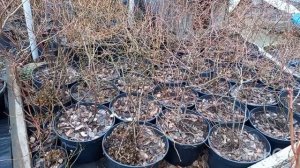 Подкормки голубики делаю только через год после посадки!!!!!