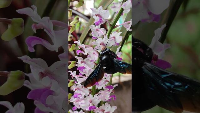 carpenter bee