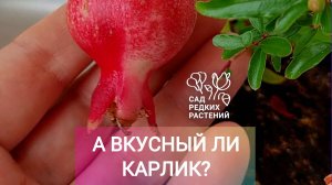 Что внутри плода карликового комнатного граната? Семена, цвет, вкус. Púnica granátum