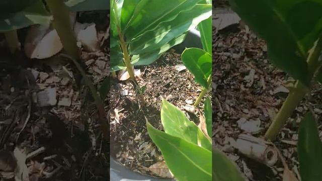 Ginger Growing in Containers