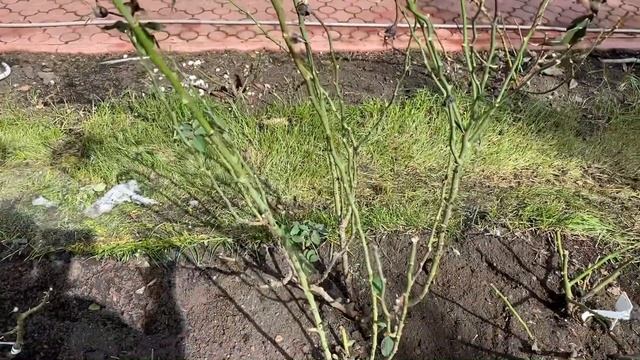 РОЗЫ. НЕ ОТКРЫВАЙТЕ РОЗЫ, ПОБЕГИ РОЗ МОГУТ ПОГИБНУТЬ. ПОЛИВ РОЗ. смотреть онлайн