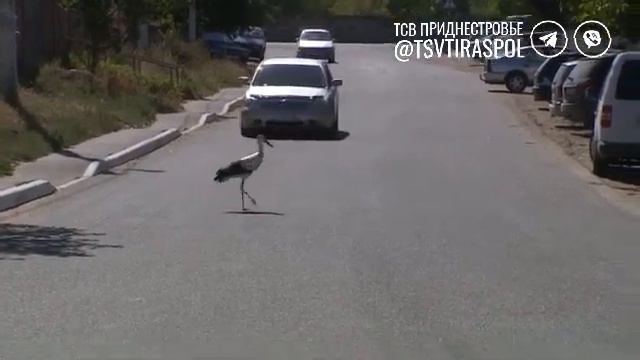 Красавец аист в Тирасполе смотреть онлайн