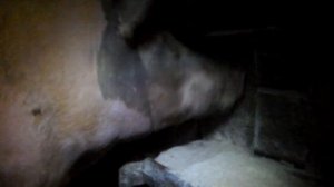 Поведение свиноматки перед опоросом ,как выглядит свинья перед опоросом.