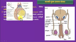 वर्ग 10वी पुरुष प्रजनन संस्था (मराठी) | Male Reproductive System| purush prajanan sanstha |genius