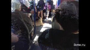 Бездомная собака путешествует в автобусе автостопом
