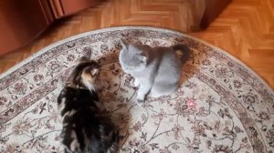 Мэйн-кун ловит лазер, а британец комментирует. Maine Coon and British cat play and talking