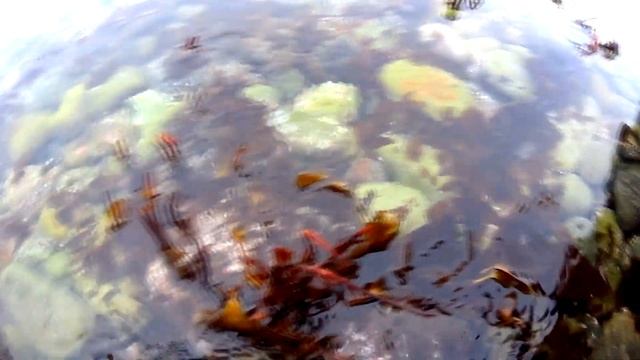 Вокруг Кильдина в погоне за рыбой смотреть онлайн