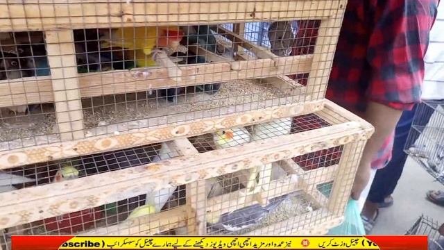 Lalukhet birds market jaal rate 05-Nov-2023 | Karachi birds jaal rate 2023 #lalukhetbirdsmarket смотреть онлайн