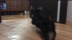 Щенок 2,5 месяца Йоркширский терьер. Играя учим команду «неси!» Утром с копытом в зубах к маме)