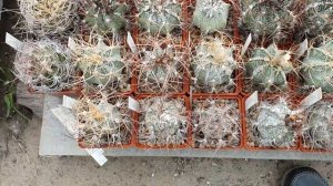 Astrophytum. Коллекция астрофитумов Игоря и Елены Сытник 2021