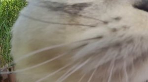 С котом вход разрешен! Кевин на пляже | знакомство с водой | подарок самому себе