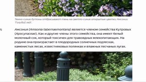 Амсония "Blue Ice" (Amsonia tabernaemontana)