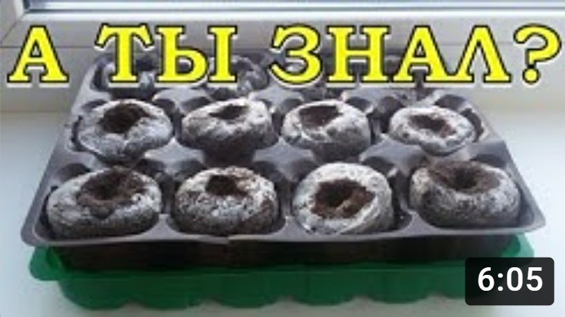 Почему НЕ ВСХОДИТ РАССАДА? Основные ПРИЧИНЫ и ЧТО ДЕЛАТЬ???