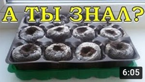 Почему НЕ ВСХОДИТ РАССАДА? Основные ПРИЧИНЫ и ЧТО ДЕЛАТЬ???