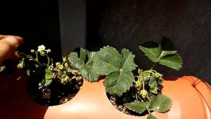 КЛУБНИКА В ТРУБАХ (ВЕСНА).