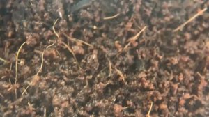 Anochetus risii_ необычные понероморфы