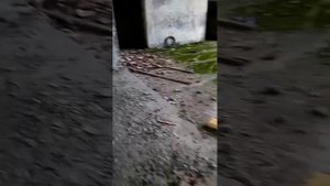 Сталк по селу Моховое. Странные звуки