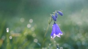 Красивая расслабляющая музыка для медитации. Обучаю ЦиГун, надёжным и высоко-прибыльным инвестициям