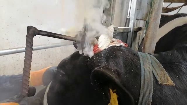 Обрезка рогов, обучение. смотреть онлайн