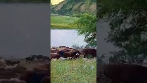 Сарвиноз Юсуфи дар Гарм