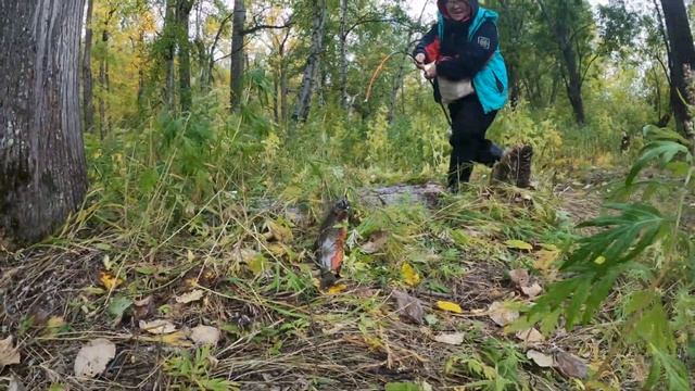 Рыбачки Камчатки. Ловим гольца (лосось) на спиннинг. Анавгай 2020 смотреть онлайн