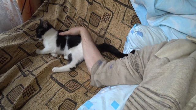 ПАНДА - САМЫЙ ЛАСКОВЫЙ КОТИК смотреть онлайн