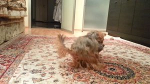 Мой пес ананист)))