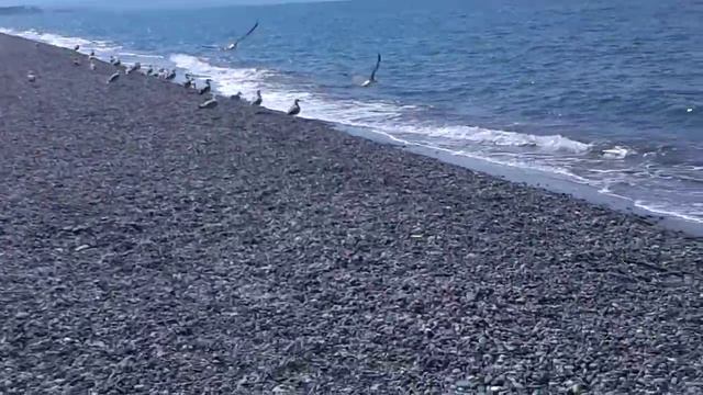 Чайки на черном море смотреть онлайн