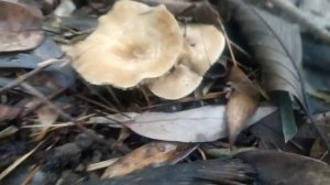 ナラタケモドキ、アイタケ その他 Armillaria tabescens,Russula virescens and Others