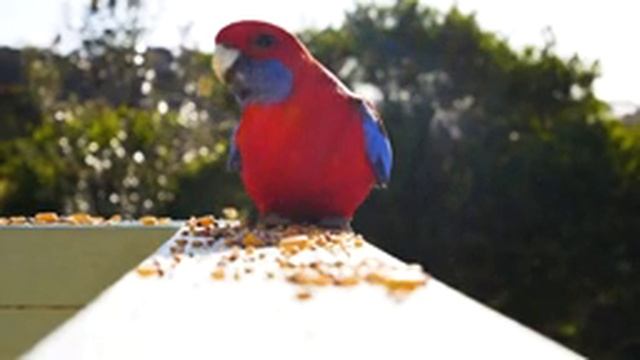 Успокаивающая музыка для сна, пение птиц, музыка для души смотреть онлайн