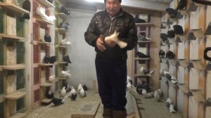 Голуби Евгения Гладких.