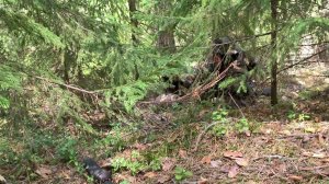 Лесной деплой (08.05.22 г.)