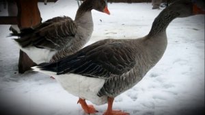 Содержание домашних гусей