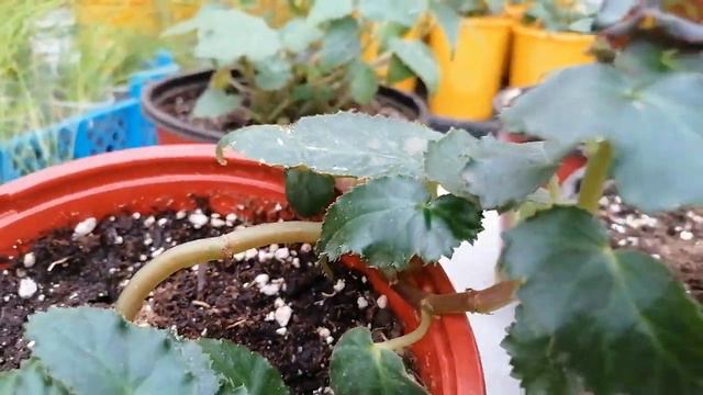 ШОК, ДЕКАБРЬ! 😧ПРОСНУЛИСЬ МАТОЧНИКИ БЕГОНИЙ! ПОМОГАЕМ ЛЕГКО ВЫЙТИ ИЗ ПЕРИОДА ПОКОЯ... смотреть онлайн