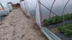 11 апреля.сорт клубники Априка