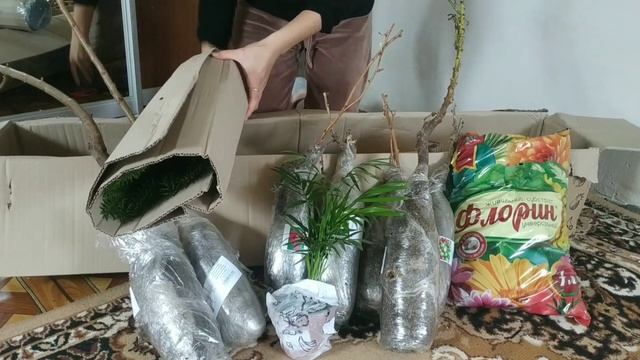 Отзыв Агромаркет (відгук) кавказская ель 5летняя, комнатные растения и колоновидные плодовые смотреть онлайн