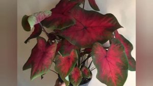Caladium postman joyner