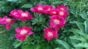 Пион Fairy Princess.