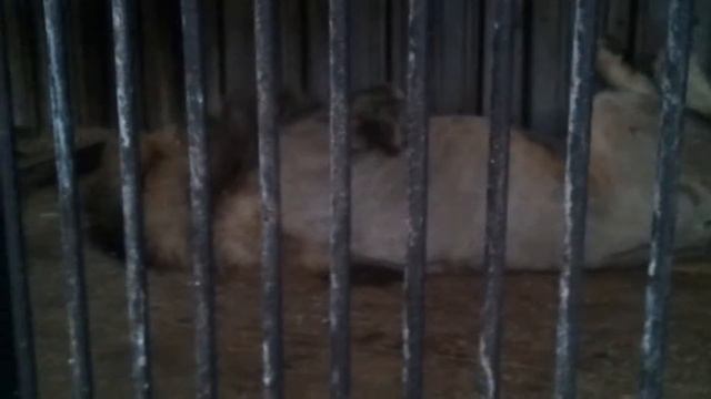 Самарский зоопарк смотреть онлайн