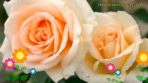 Роза чайно-гибридная Осиана. Краткий обзор, описание характеристик, где купить саженцы Oceana