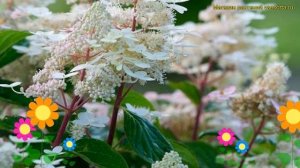 Гортензия метельчатая Ерли Хэрни. Краткий обзор, описание hydrangea paniculata Early harry
