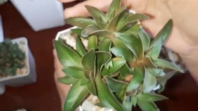 Обзор крассул Crassula апрель 2021 года