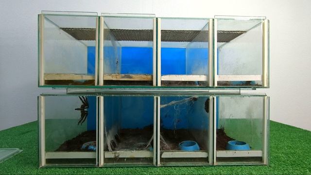 Пауки птицееды. Наша небольшая коллекция пауков и скорпионов | Spiders and scorpions. смотреть онлайн