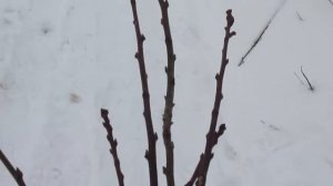 Заготовка черенков шелковицы и сливы