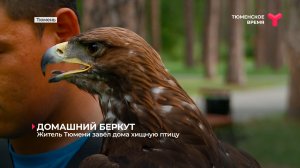 Житель Тюмени завёл дома хищную птицу