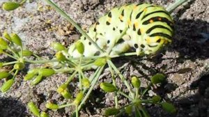 как ест гусеница