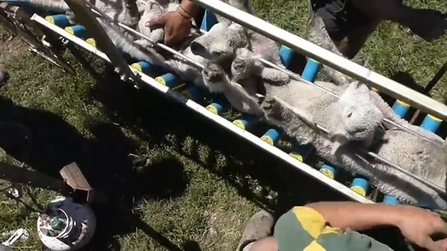 Vetmarker - Lamb marking, lamb docking and lamb tailing смотреть онлайн