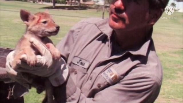 Женщина обнаружила странное существо в колючках на газоне, вот кем оказался этот зверёк смотреть онлайн